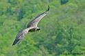 vautour_7492
