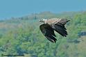 vautour_7504