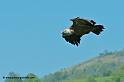 vautour_7505