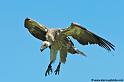 vautour_7510