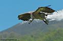 vautour_7511