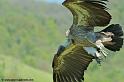 vautour_7512
