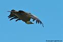 vautour_7521