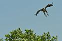 vautour_7522