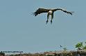 vautour_7523