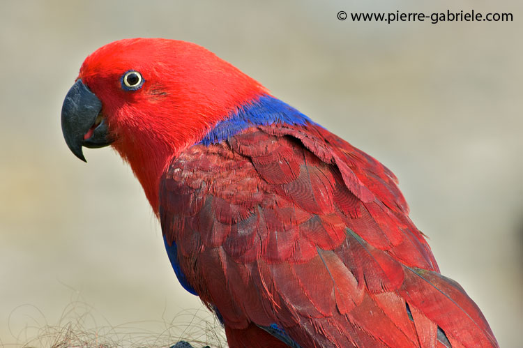 eclectus_4184.jpg