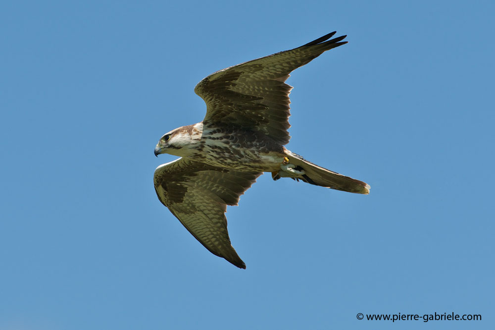 faucon_4019.jpg