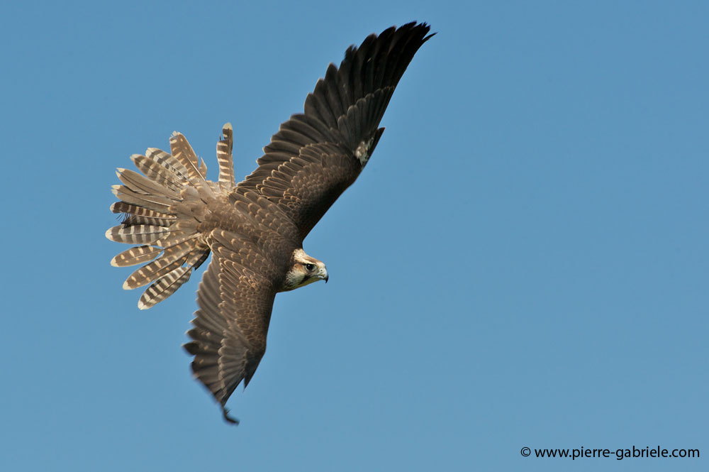 faucon_4032.jpg