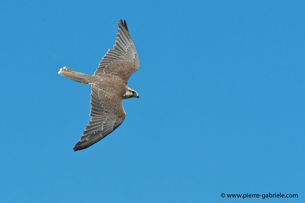 faucon_4039.jpg