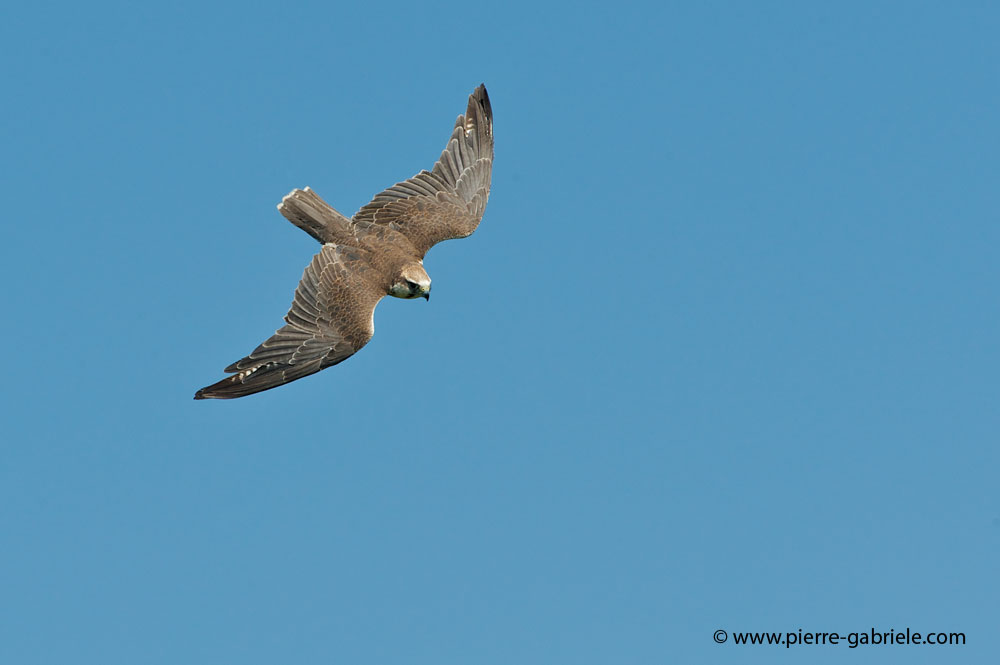 faucon_4042.jpg