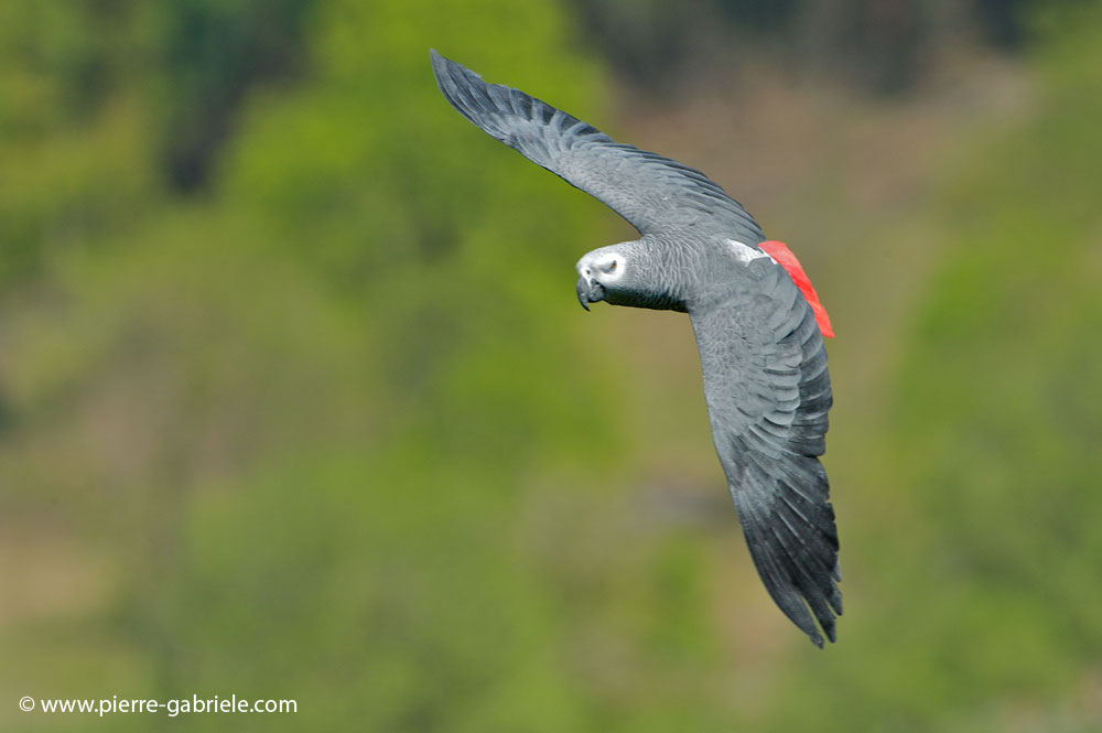 gris-du-gabon_4180.jpg