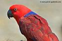 eclectus_4184