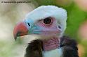 vautour-teteblanche_4015