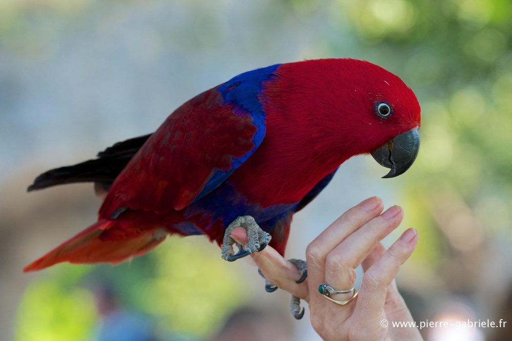 eclectus_2878.jpg