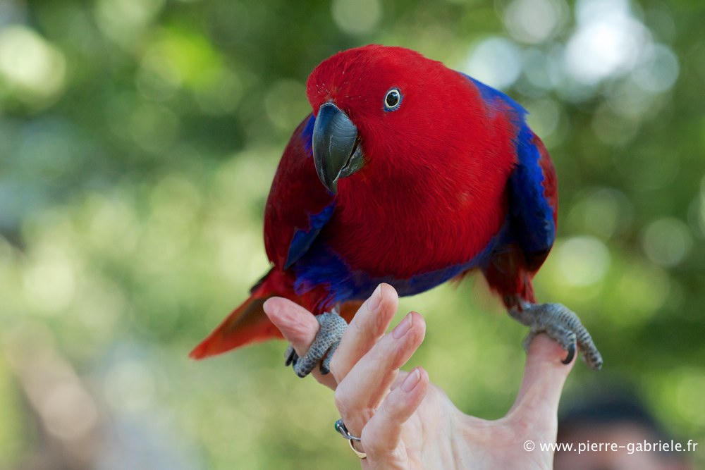 eclectus_2880.jpg