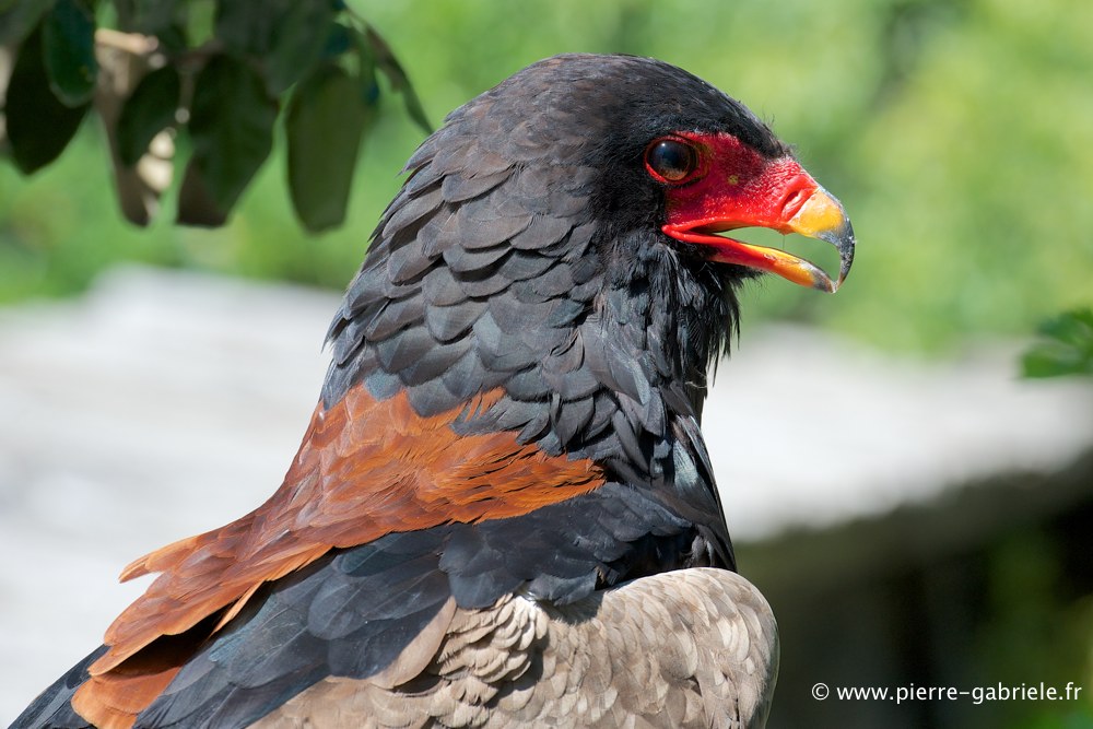 aigle-batteleur_2389.jpg