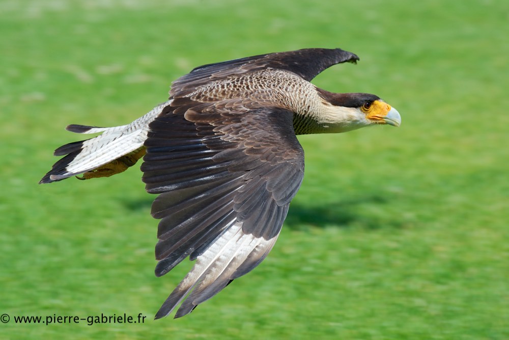 caracara_0698.jpg