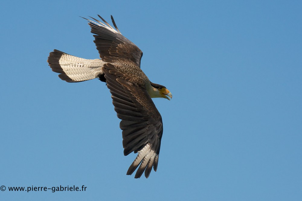 caracara_0723.jpg