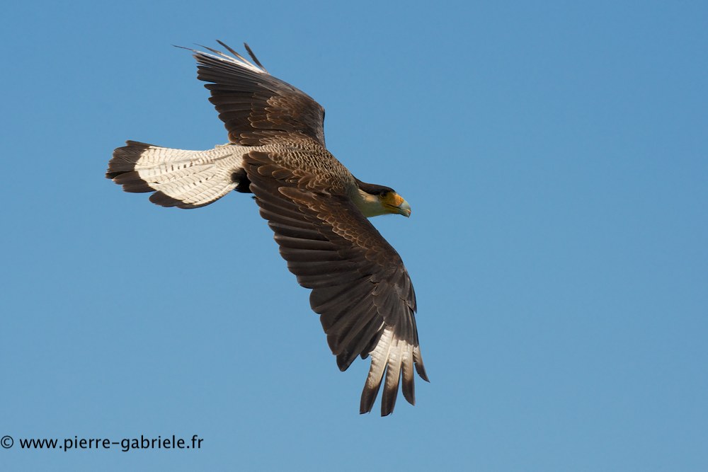 caracara_0724.jpg