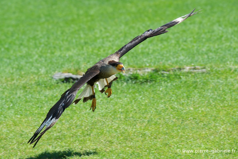 caracara_2459.jpg