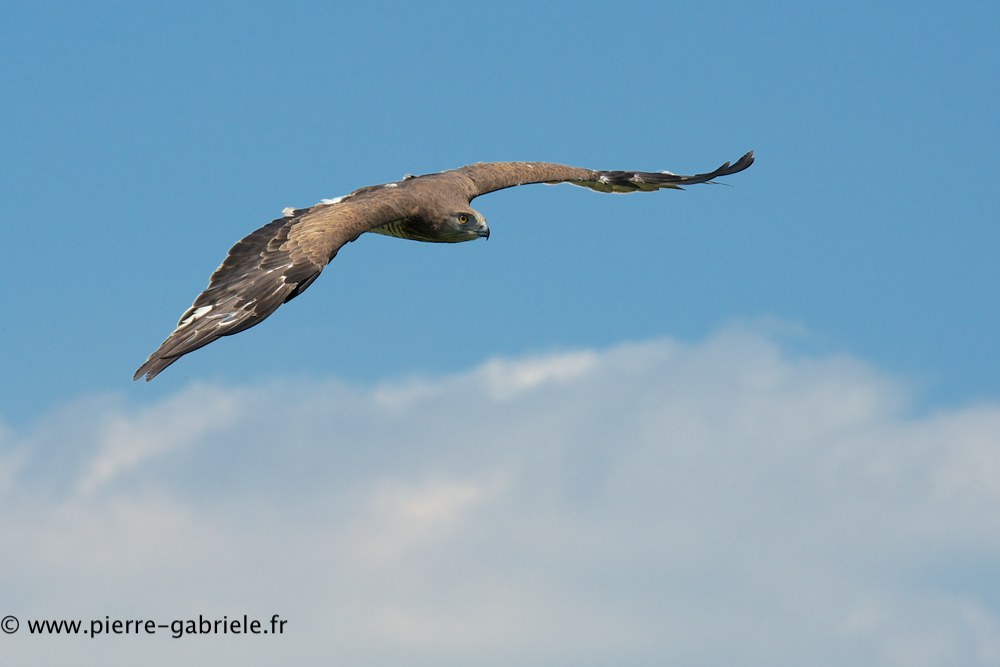 circaete_0763.jpg