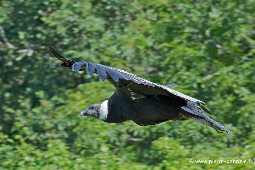condor_2542.jpg