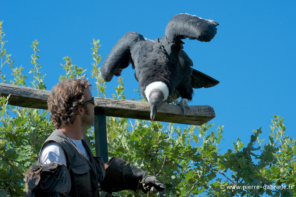 condor_2811.jpg