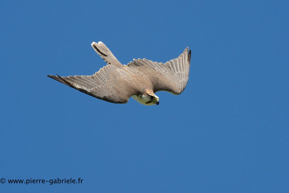 faucon_0638.jpg