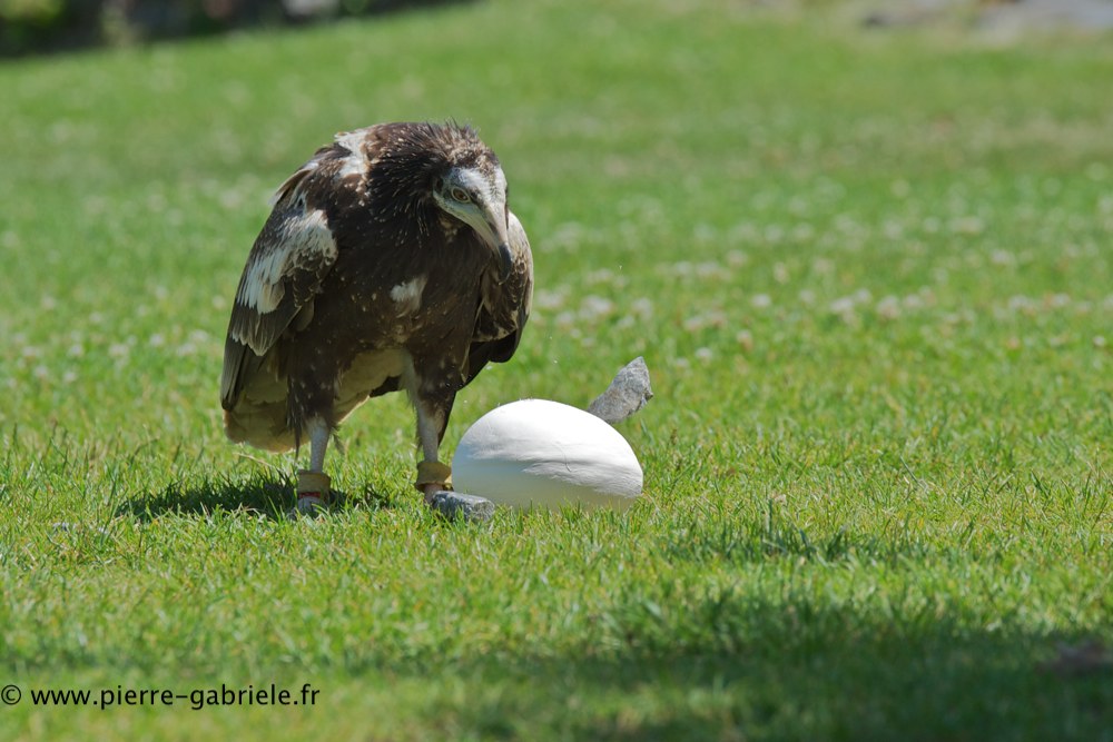 percnoptere_0668.jpg