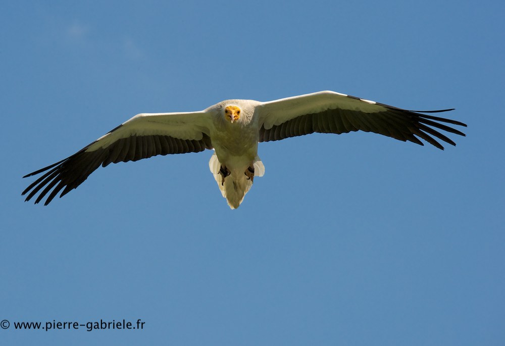 percnoptere_0847.jpg