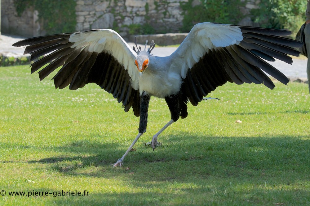serpentaire_0675.jpg