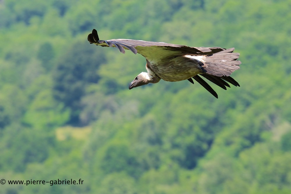 vautour_0823.jpg