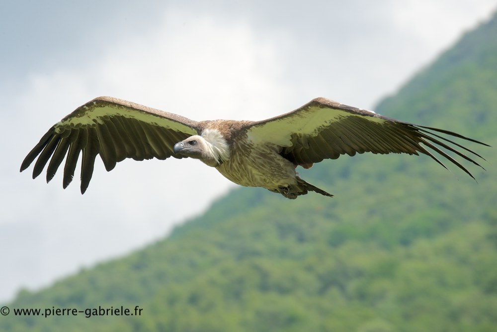 vautour_0827.jpg
