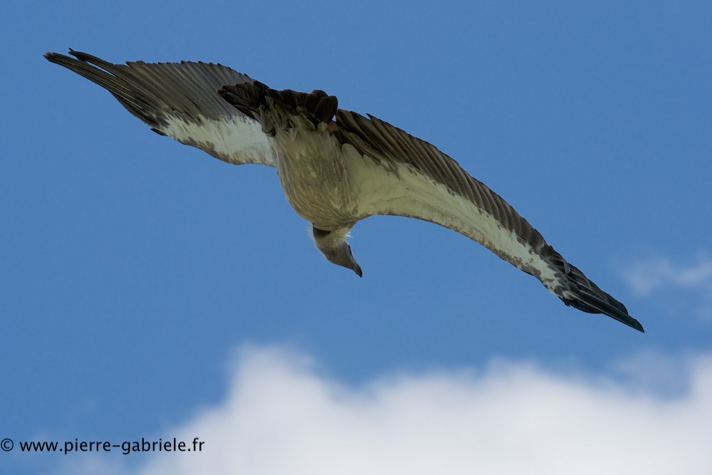 vautour_0828.jpg