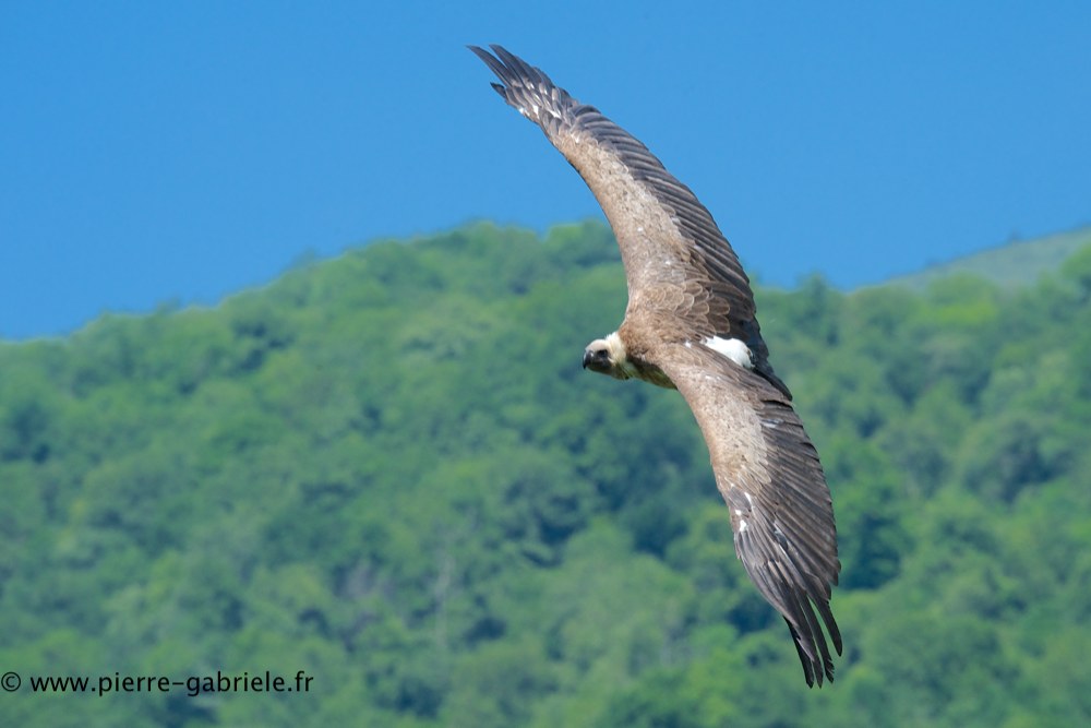 vautour_0832.jpg