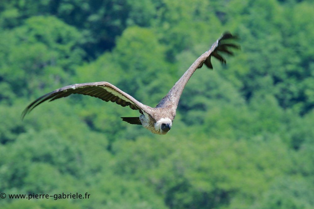 vautour_0834.jpg