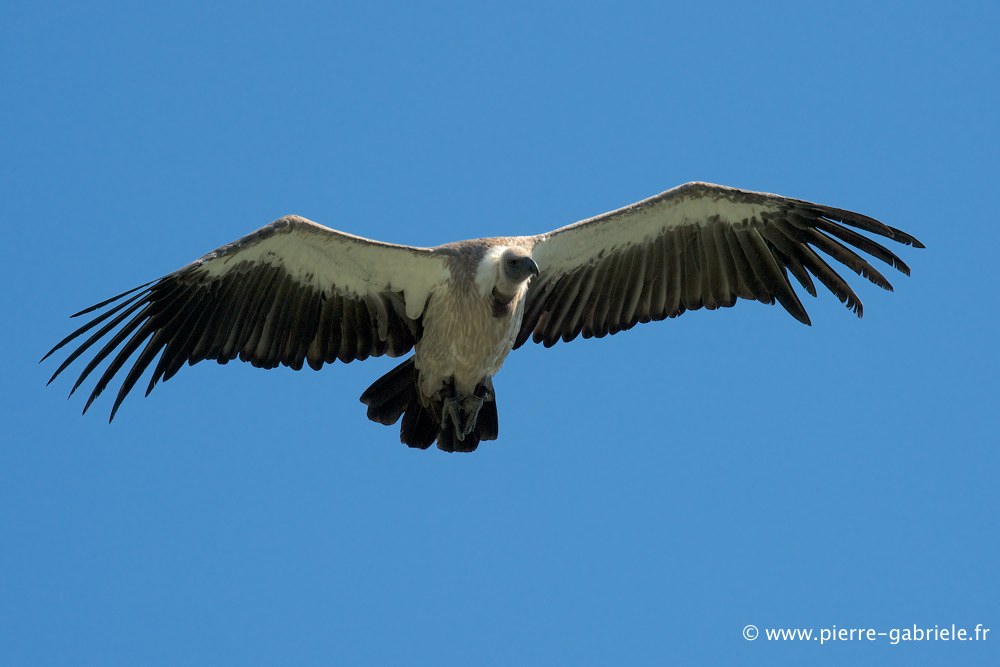 vautour_2834.jpg