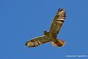 buse-feroce_2753