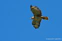 buse-feroce_2758