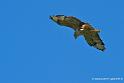 buse-feroce_2759