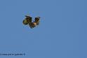 buse_0753