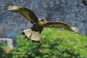 caracara_0695
