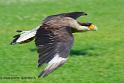caracara_0698