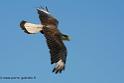 caracara_0723