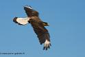 caracara_0724