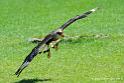 caracara_2459