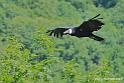 condor_2558