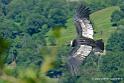 condor_2562