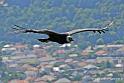 condor_2571