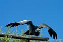 condor_2812